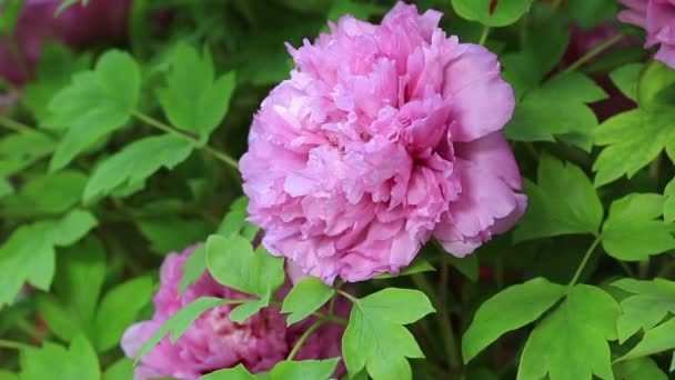 Ροζ άνθη παιώνιας — Αρχείο Βίντεο