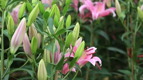 Flores de lirio rosa — Vídeos de Stock