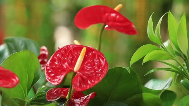 Röd anthurium blommor — Stockvideo