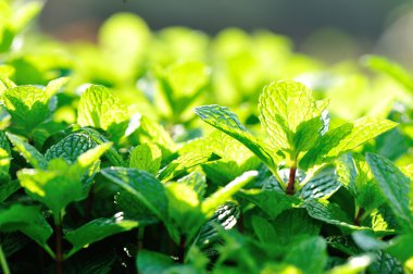 Yeşil nane bitkiler