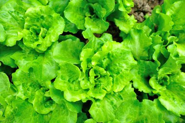 Yeşil marul yaprakları