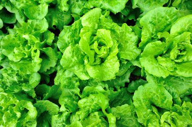 Yeşil marul yaprakları