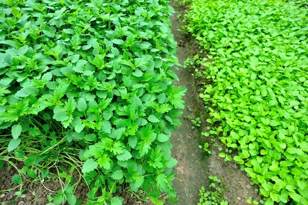 Coentro verde no jardim — Fotografia de Stock