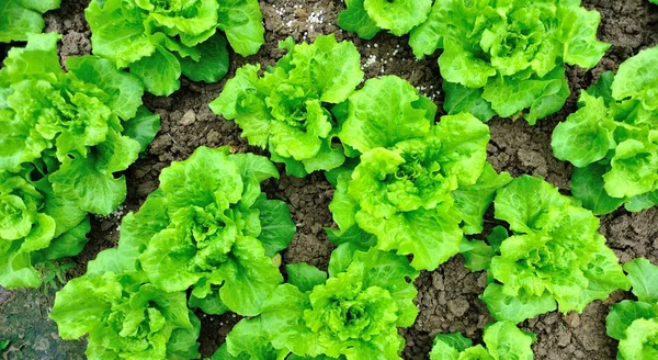 Zelených salátových listů — Stock fotografie