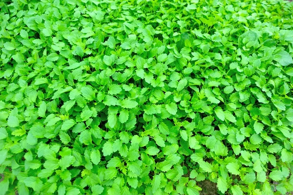 A kert zöld koriander — Stock Fotó
