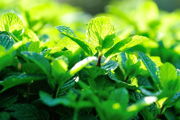 Green mint plants — Stock Photo, Image