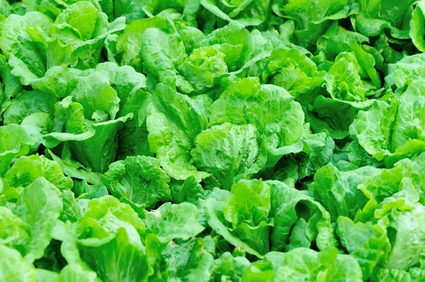 Green lettuce leaves — Stock Photo, Image