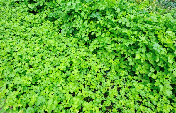 Grüner Koriander im Garten — Stockfoto