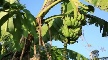 Palmiye ağacı üzerinde yeşil muz