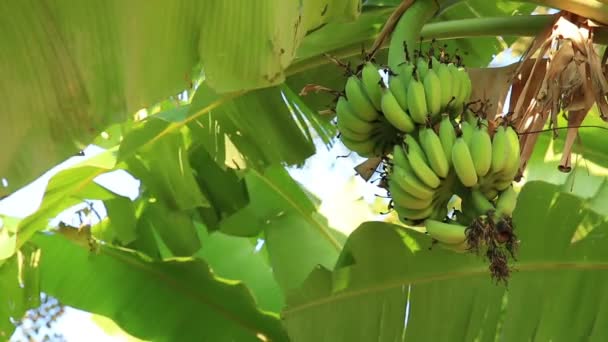 Grüne Bananen auf Palme — Stockvideo