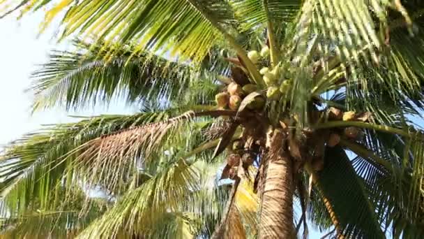 Coconut palm tree — Stock Video