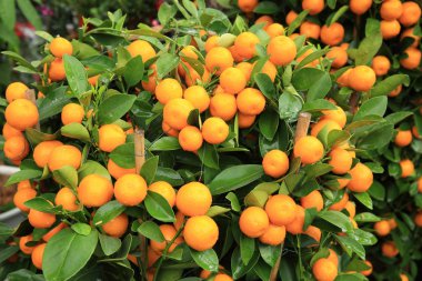 Sarı Narenciye Portakal ağacı bahçede üzerinde büyüyen