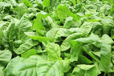 Yeşil ıspanak Sebze bahçe büyüyen