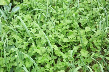 Bahçede yeşil kişniş