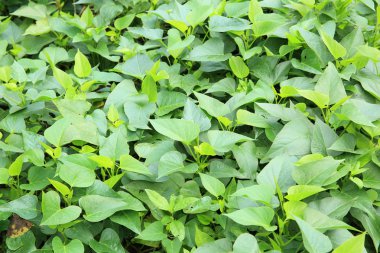 Yeşil soya bitkileri