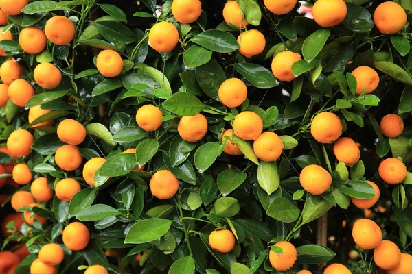 Naranjas amarillas cítricas — Foto de Stock
