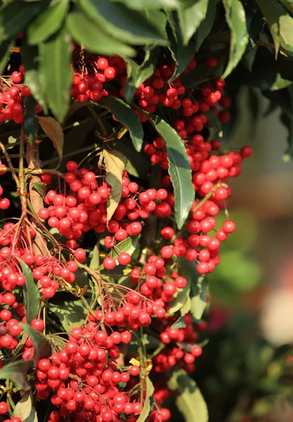 Kaffeebohnen am Baum — Stockfoto