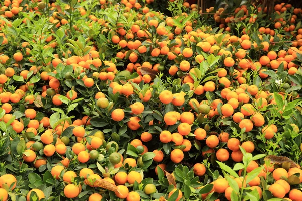 Laranjas cítricas amarelas — Fotografia de Stock