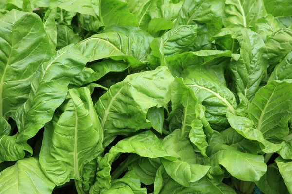 Green spinach in garden — Stock Photo, Image