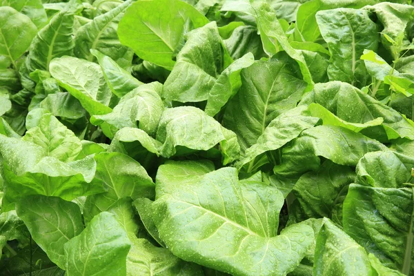 Grüner Spinat Wächst Gemüsegarten — Stockfoto