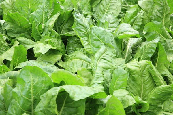 Groene spinazie in tuin — Stockfoto