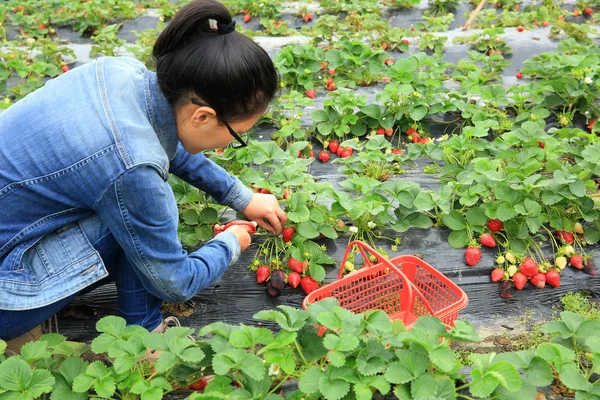 Femme récolte des fraises — Photo