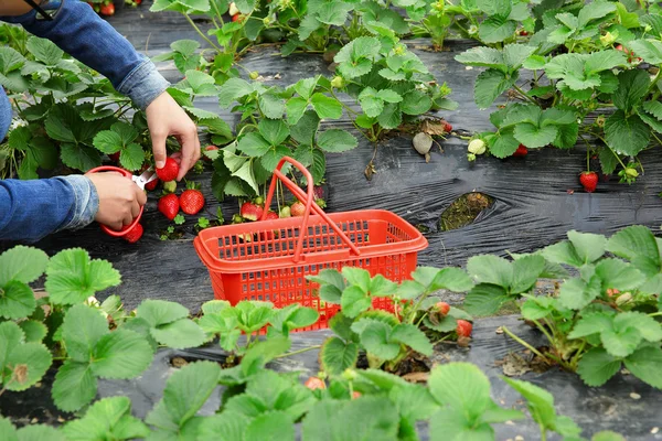 Weibchen ernten Erdbeere auf Feld — Stockfoto