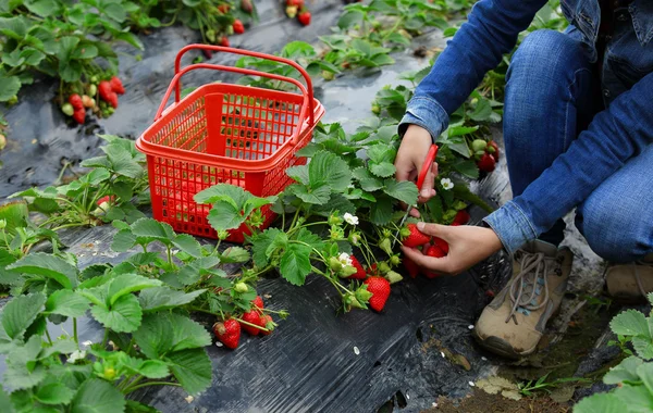 Recolección de fresas en el campo — Foto de Stock