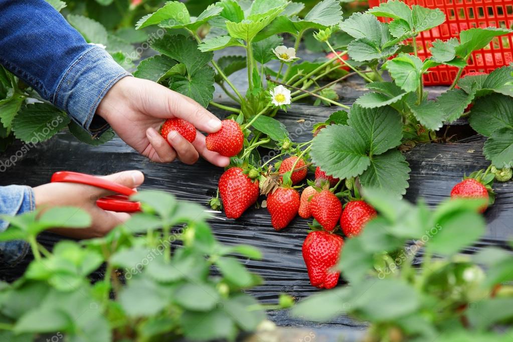 Female harvesting strawberry in field — Stock Photo © lzf 67863665