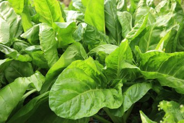 Bahçe Silverbeet yaprakları