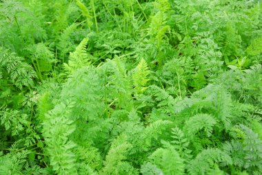 Havuç yeşil yeşillik