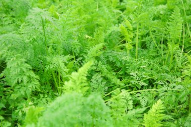 Havuç yeşil yeşillik