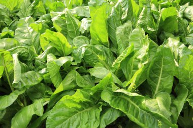 Bahçe Silverbeet yaprakları