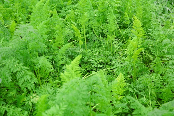 Coltivazione Fogliame Verde Carota Nel Letto Del Giardino — Foto Stock