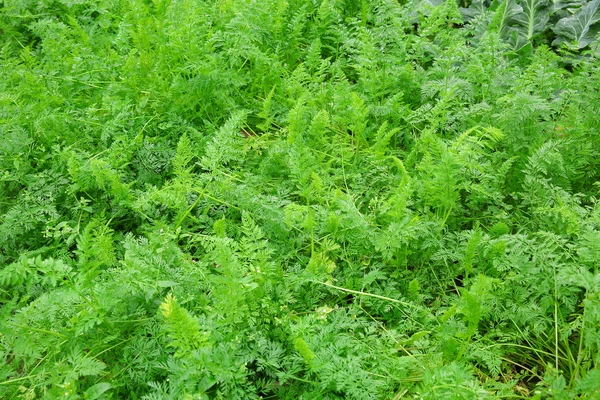 Coltivazione Fogliame Verde Carota Nel Letto Del Giardino — Foto Stock