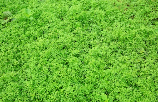 Carrot green foliage — Stock Photo, Image