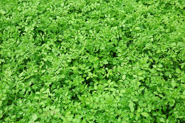 花园床上的绿色母草植物叶子 — 图库照片