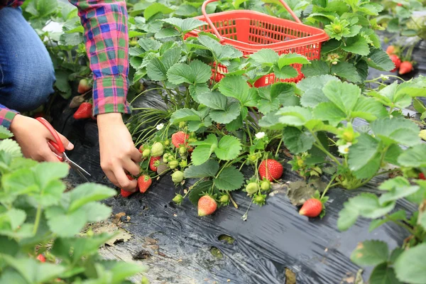 Vrouwelijke oogsten aardbei — Stockfoto