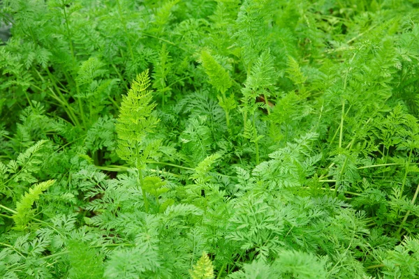 Carrot Green Foliage Crop Garden Bed — Stock Photo, Image