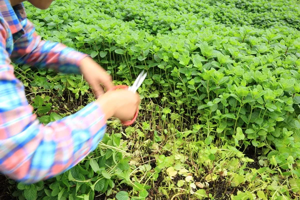 Mãos femininas cortando plantas de hortelã — Fotografia de Stock