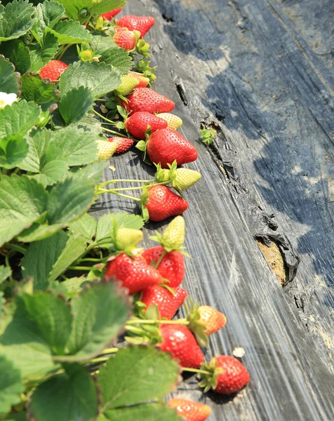 Reife rote Erdbeere — Stockfoto