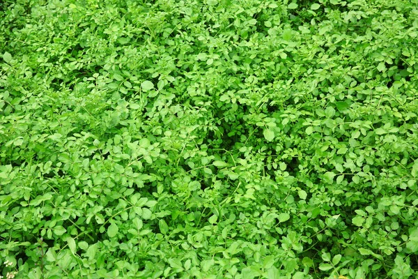 Zöld motherwort lombozat — Stock Fotó