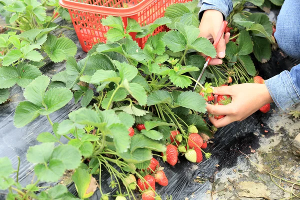 Weibchen ernten Erdbeere — Stockfoto