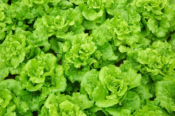Green lettuce foliage — Stock Photo, Image