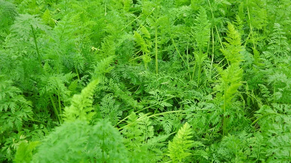 Coltivazione Fogliame Verde Carota Nel Letto Del Giardino — Foto Stock