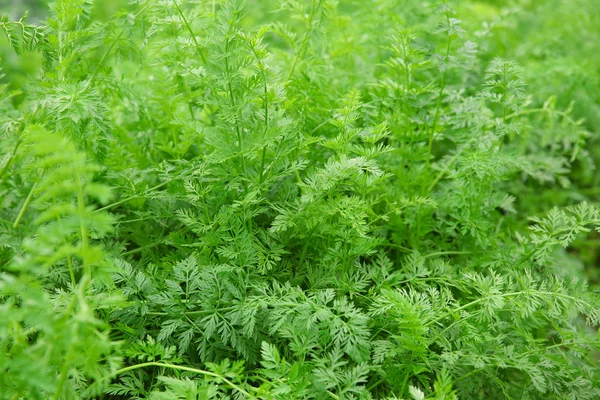 Carrot green foliage — Stock Photo, Image