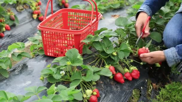 Récolte femelle fraise — Video