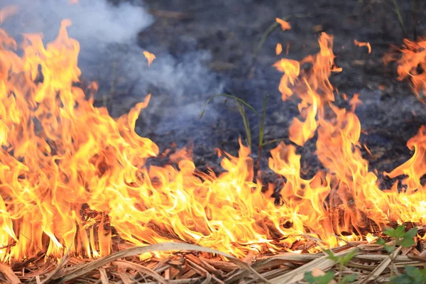 Torr gräsförbränning — Stockfoto