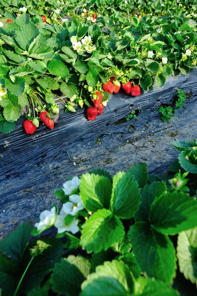 Fraise rouge mûre — Photo