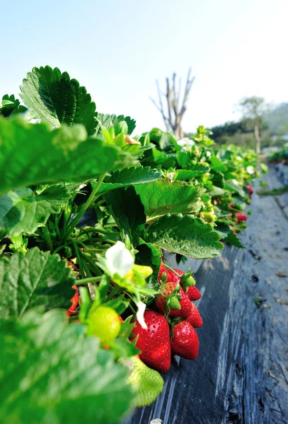 Fraise rouge mûre — Photo